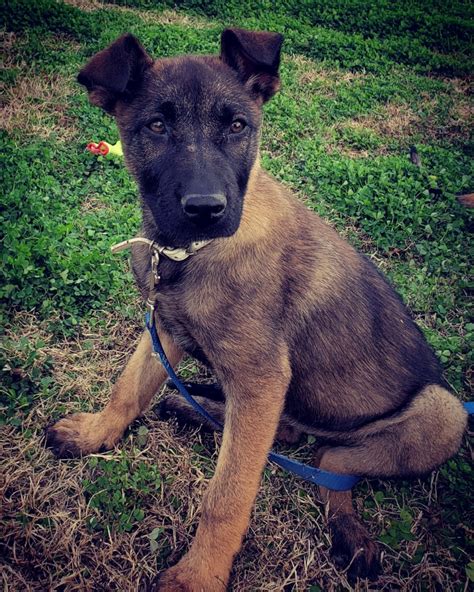 It provides information about the breed, such as behavior, coat, lifestyle, and activity needs of the Belgian Malinois. . Belgian malinois for sale texas